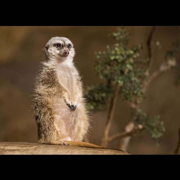 Meet your Posher, Nicolette - Picture 1 of 1